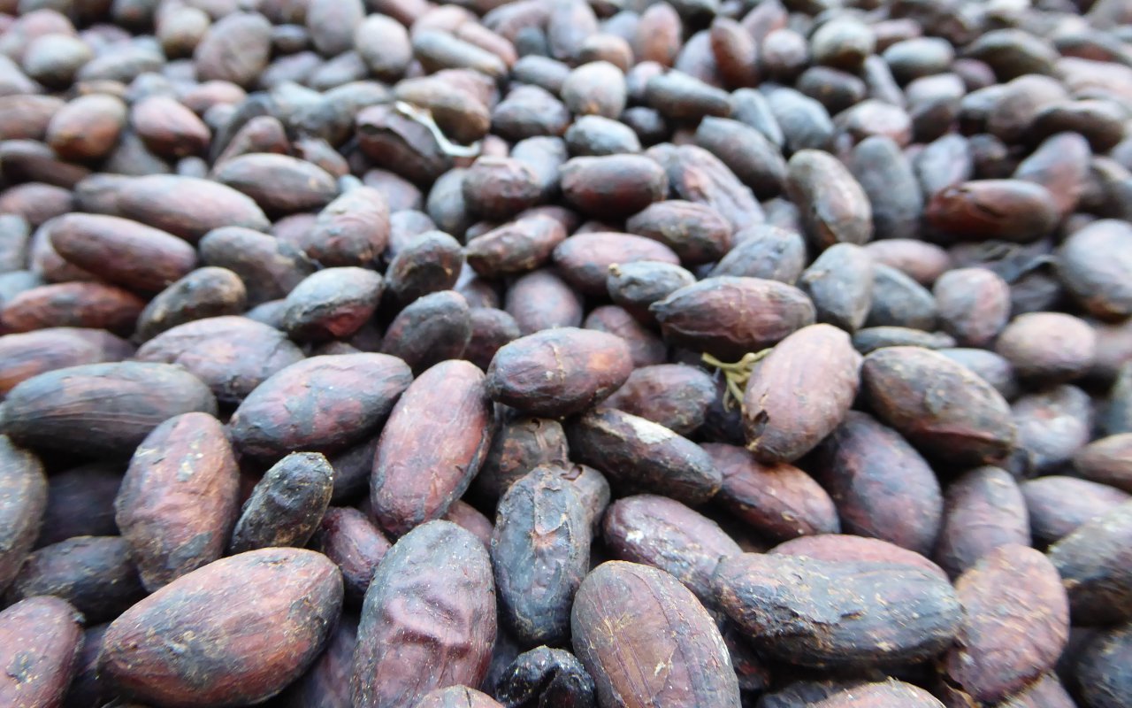 Fèves de cacao de Colombie