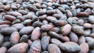<b>Cocoa and chocolate</b> in Colombia<br> History and traditions