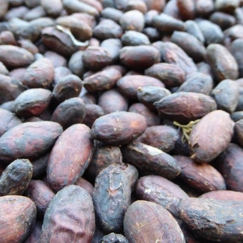 <b>Cocoa and chocolate</b> in Colombia<br> History and traditions