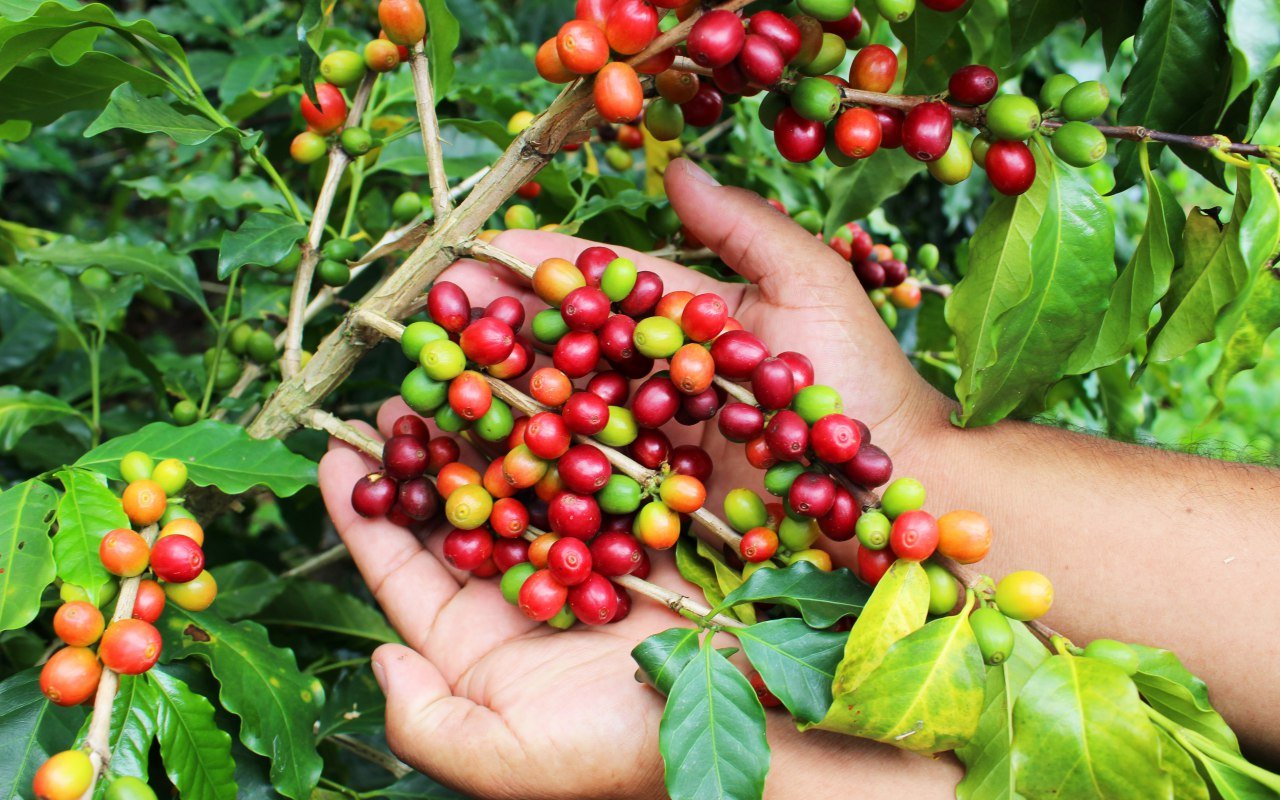 Récolte du café dans l'Eje Cafetero 
