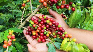 <b>Family tour in Colombia:</b><br> Coffee & Caribbean