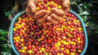 <b>Andean and colonial Colombia </b>:<br> on the gold and coffee route