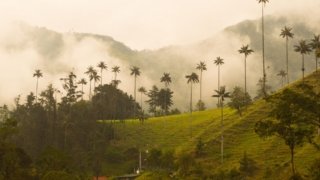 <b>The coffee route in Colombia: </b><br>What to see, what to do & practical info