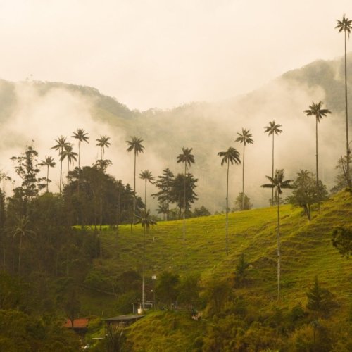 <b>The coffee route in Colombia: </b><br>What to see, what to do & practical info