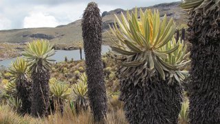 <b>Paramos, high altitude ecosystems </b>in the Colombian Andes