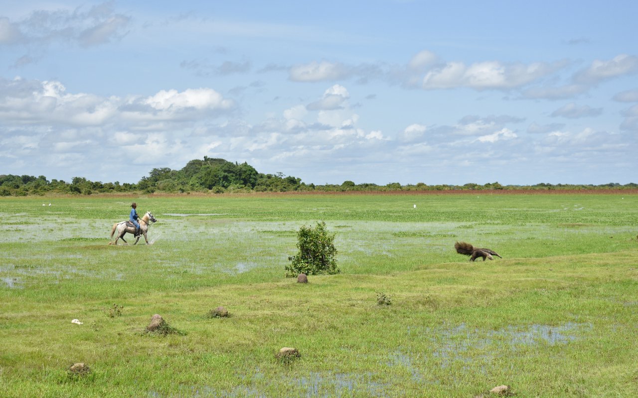 Paysages des Llanos en Colombie