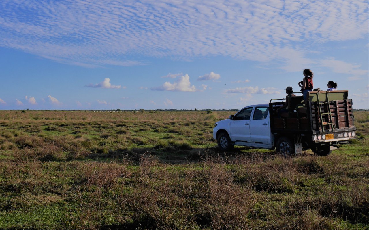 Safari dans les Llanos