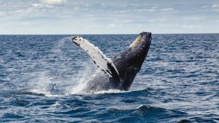 <b>Whale watching tour </b>on the Pacific coast of Colombia